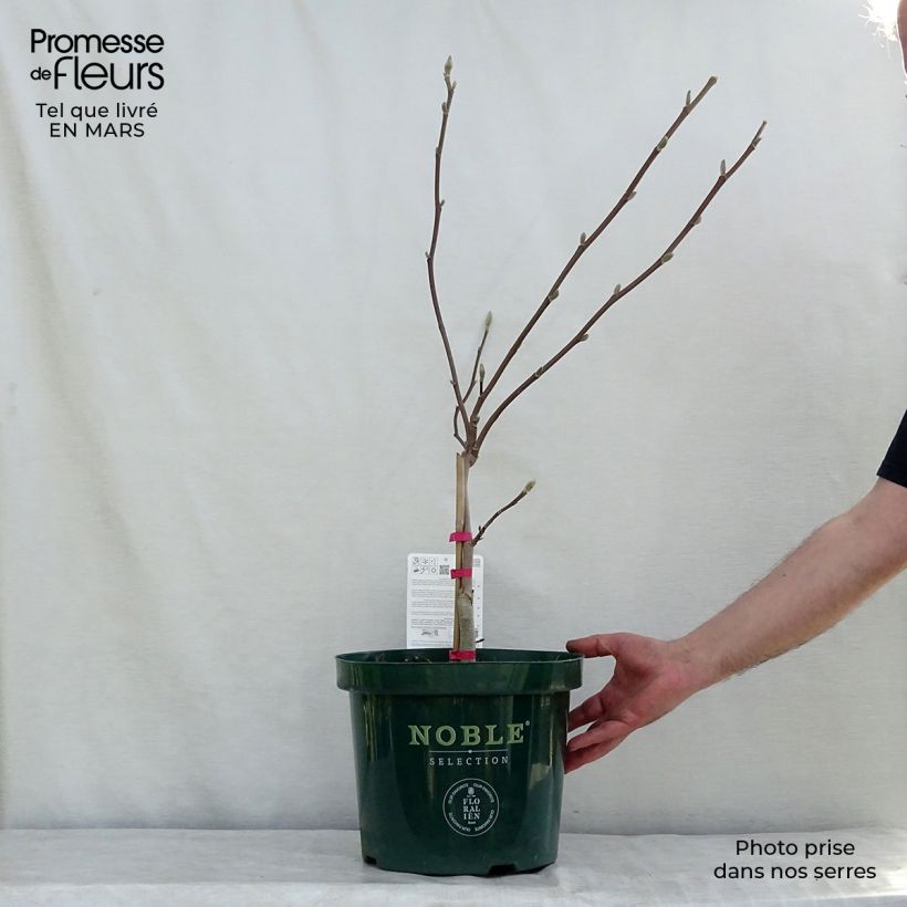Magnolia Daphne Vaso da 4L/5L esemplare consegnato in inverno