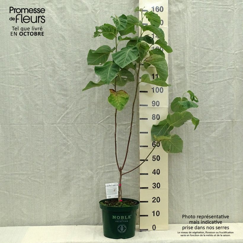 Esemplare di Magnolia Daphne Vaso da 4L/5L come consegnato in autunno