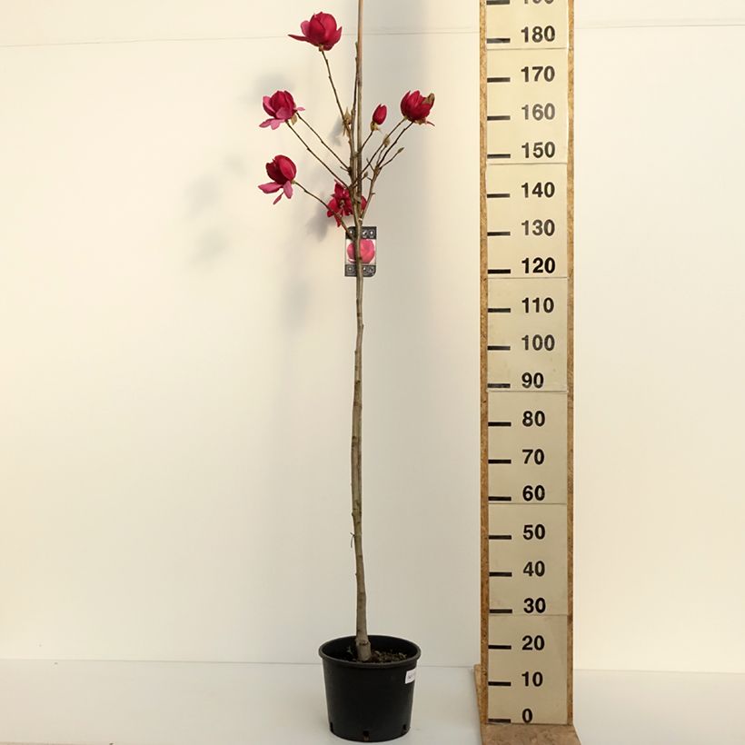 Magnolia soulangeana Emperor Vaso da 7,5L/10L esemplare consegnato in primavera