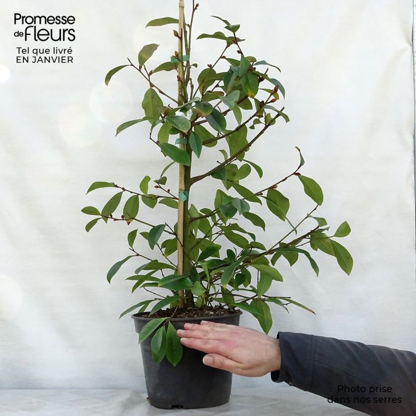 Magnolia Fairy Blush Vaso da 4L/5L esemplare consegnato in inverno