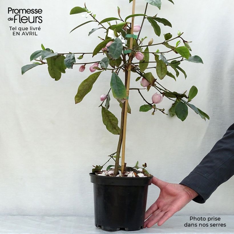 Magnolia Fairy Blush Vaso da 4L/5L esemplare consegnato in primavera