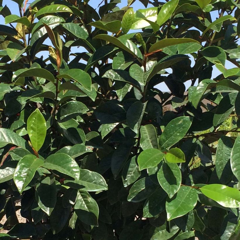 Magnolia Fairy Cream (Fogliame)