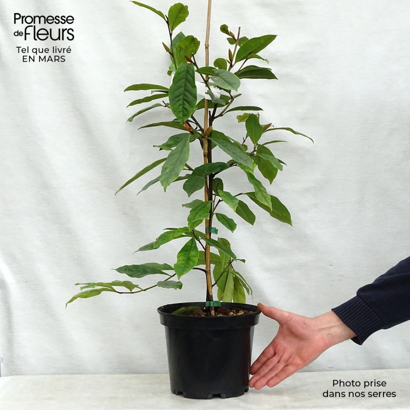 Magnolia Fairy Cream Vaso da 3L/4L esemplare consegnato in primavera