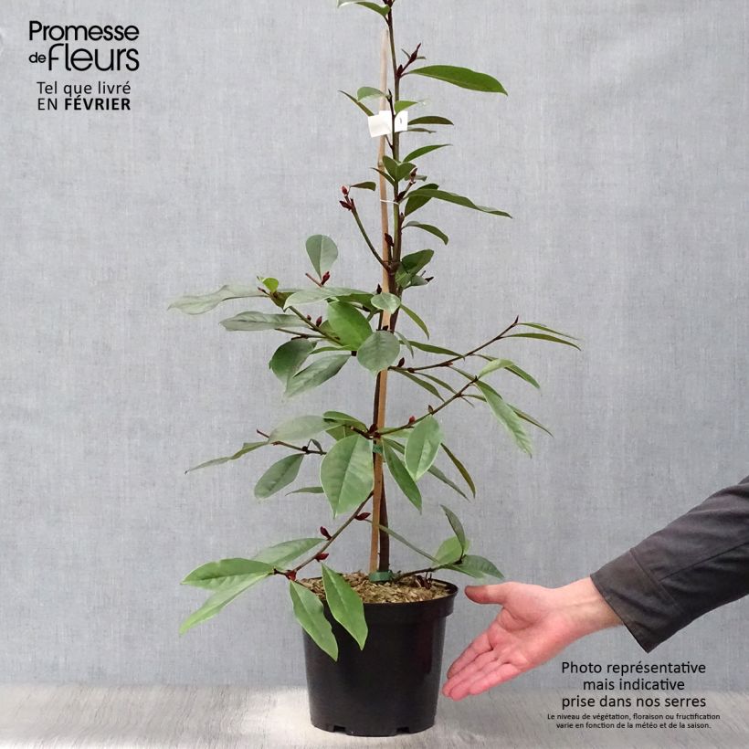 Magnolia Fairy Cream Vaso da 3L/4L esemplare consegnato in inverno