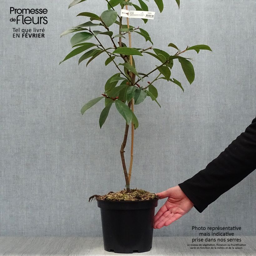 Magnolia doltsopa Fairy White Vaso da 4L/5L esemplare consegnato in inverno