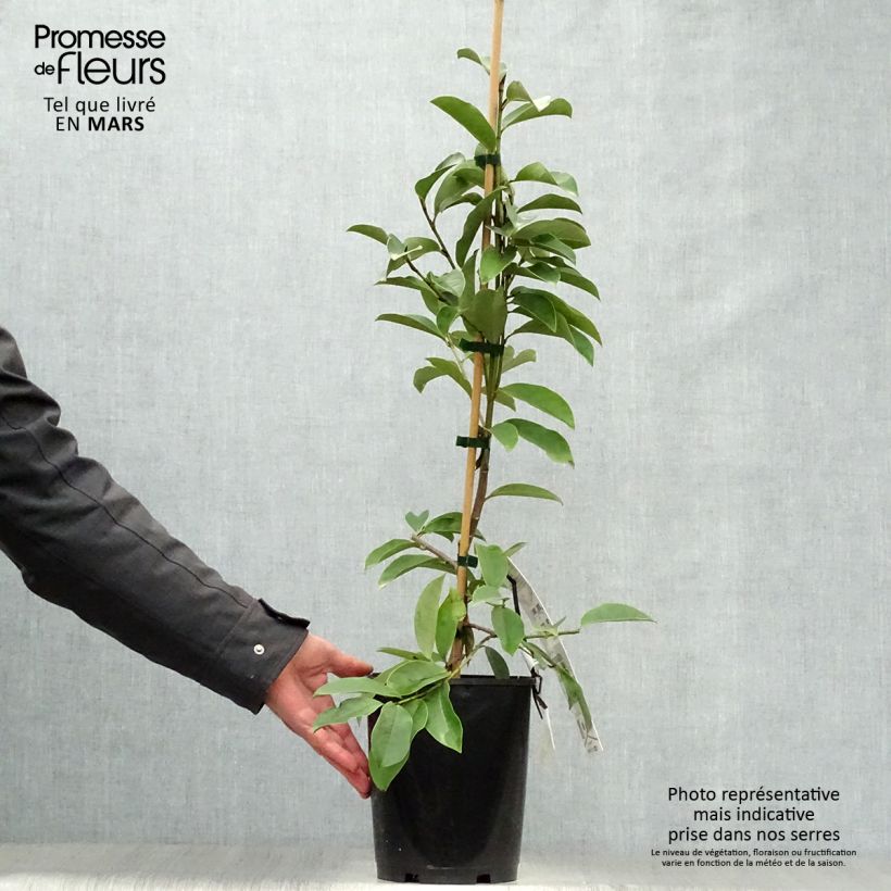 Magnolia doltsopa Fairy White Vaso da 4L/5L esemplare consegnato in primavera