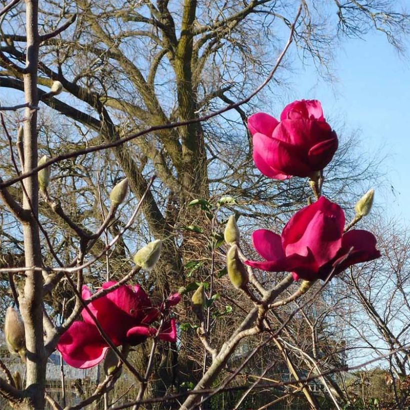 Magnolia Felix Jury (Fioritura)