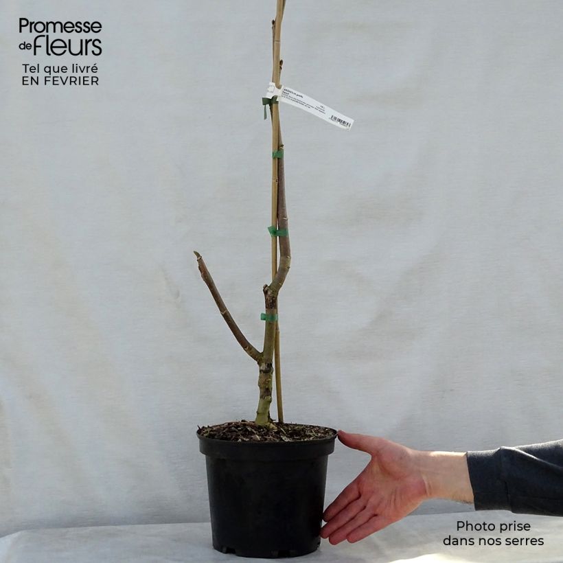 Magnolia Felix Jury Vaso da 4L/5L esemplare consegnato in inverno