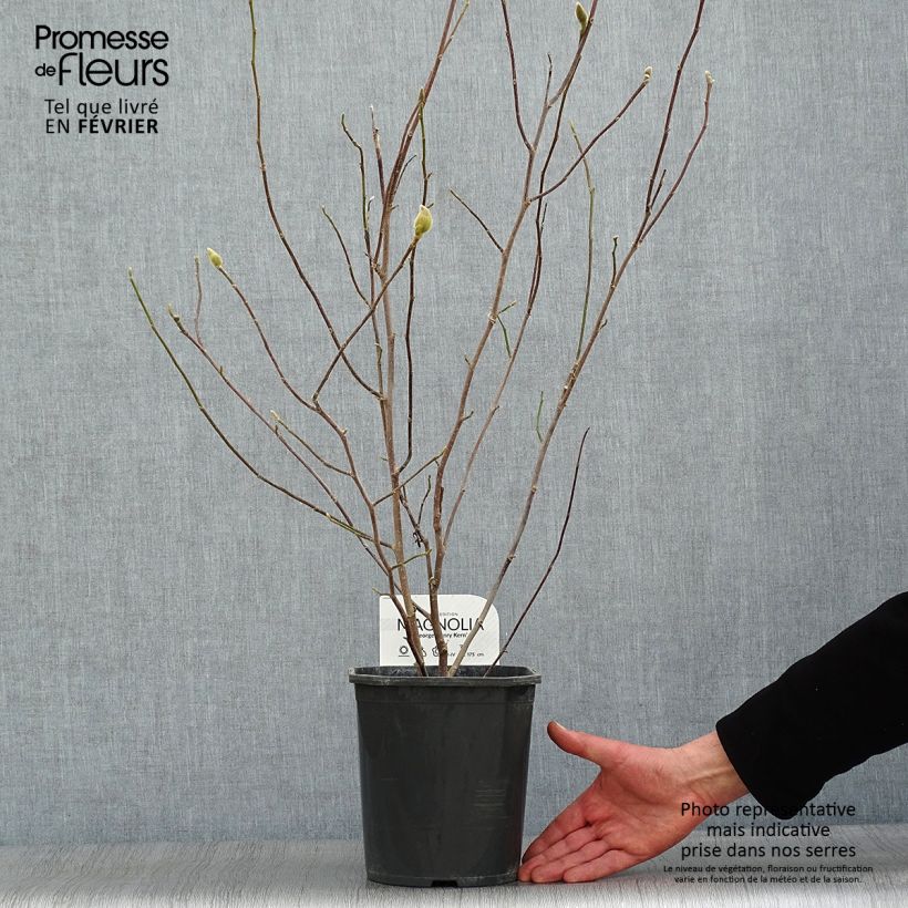 Magnolia George Henry Kern Vaso da 3L/4L esemplare consegnato in inverno