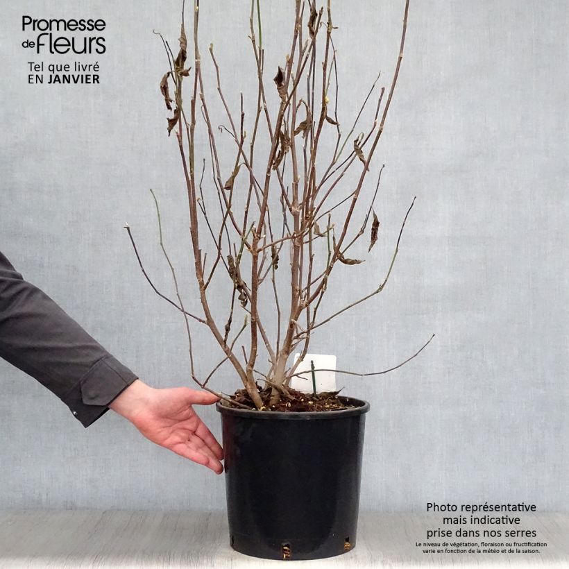 Magnolia George Henry Kern Vaso da 12L/15L esemplare consegnato in inverno