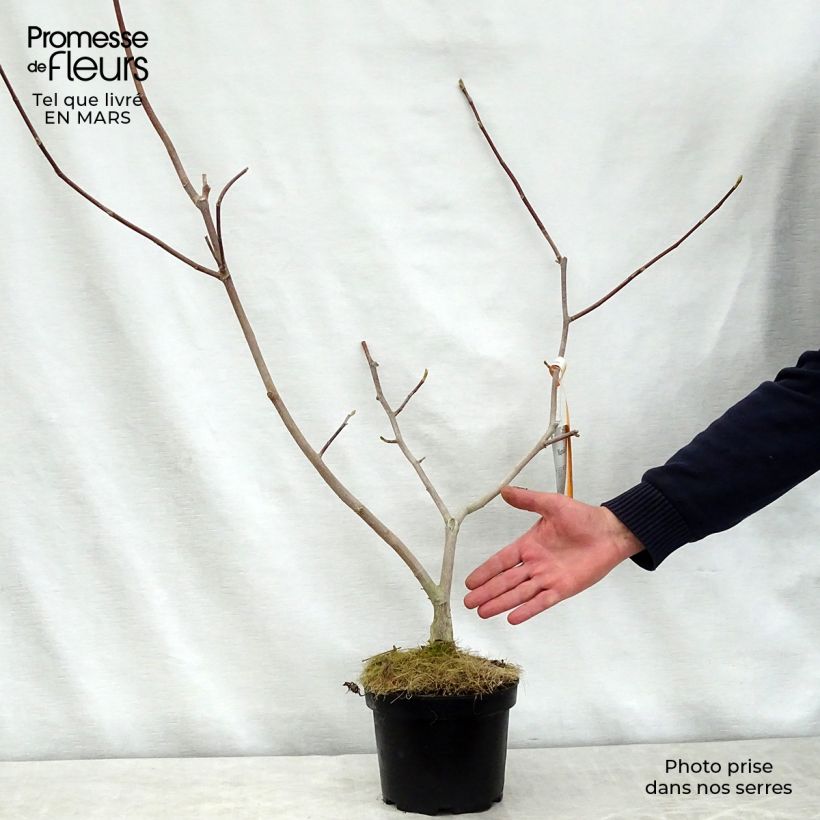 Magnolia Gold Star Vaso da 2L/3L esemplare consegnato in primavera