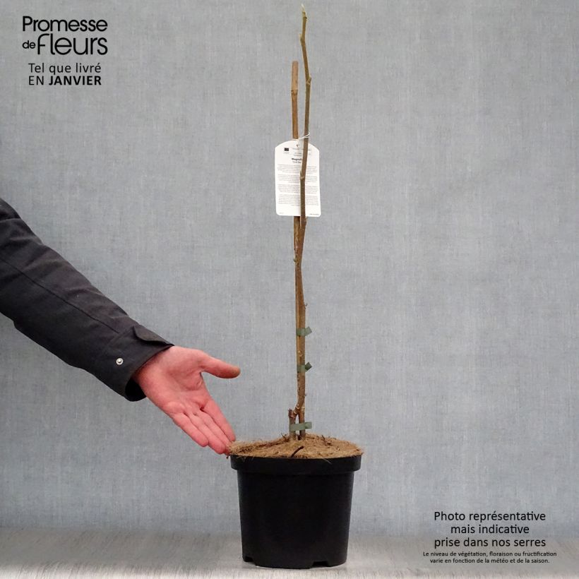 Magnolia Gold Star Vaso da 4L/5L esemplare consegnato in inverno