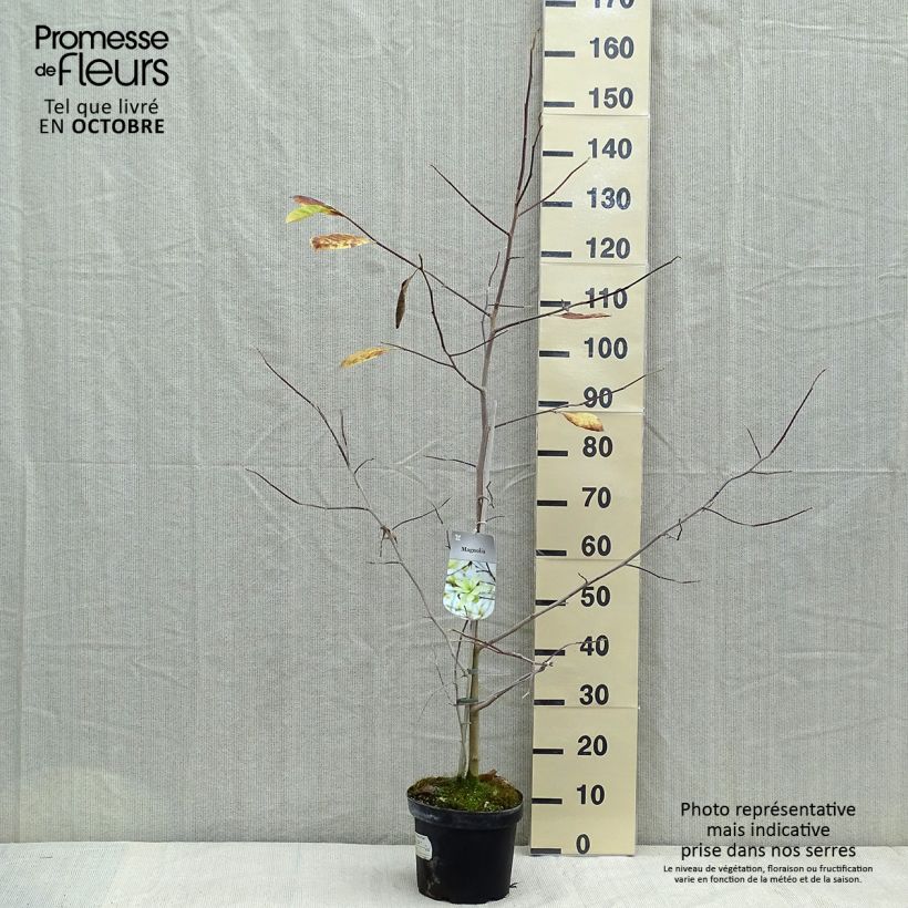 Esemplare di Magnolia Gold Star Vaso da 4L/5L come consegnato in autunno