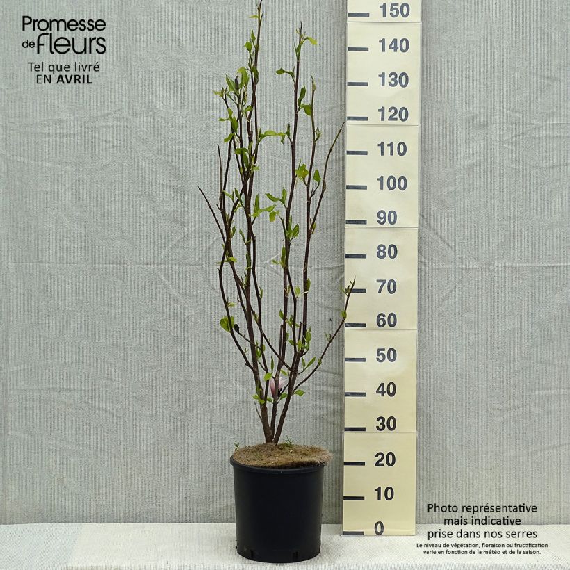 Magnolia Heaven Scent Vaso da 12L/15L esemplare consegnato in primavera