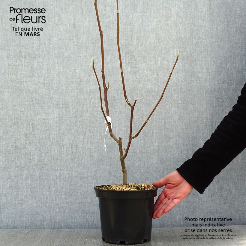 Magnolia Heaven Scent Vaso da 4L/5L esemplare consegnato in inverno