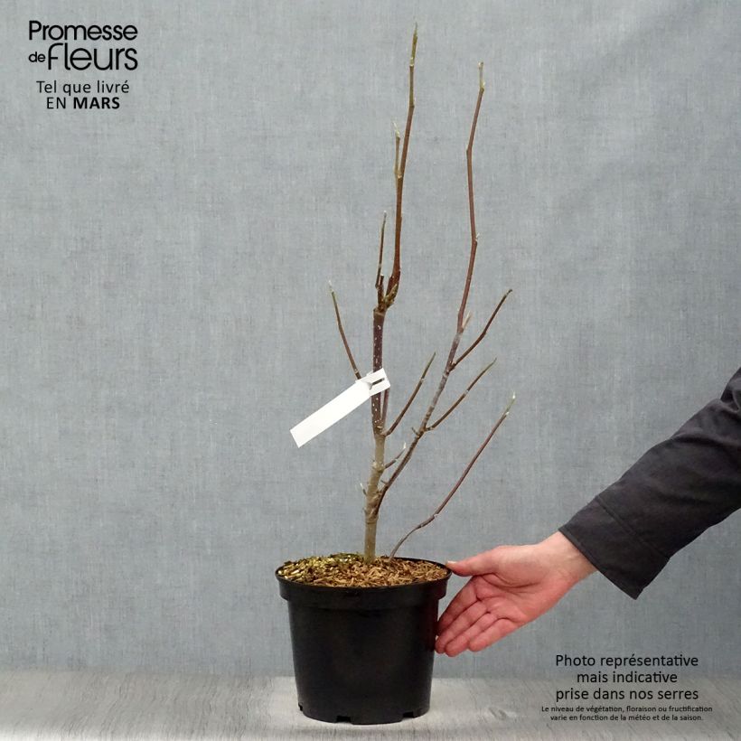 Magnolia Heaven Scent Vaso da 4L/5L esemplare consegnato in primavera