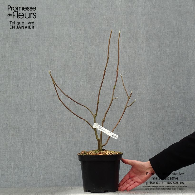 Magnolia denudata Iolanthe Vaso da 4L/5L esemplare consegnato in inverno