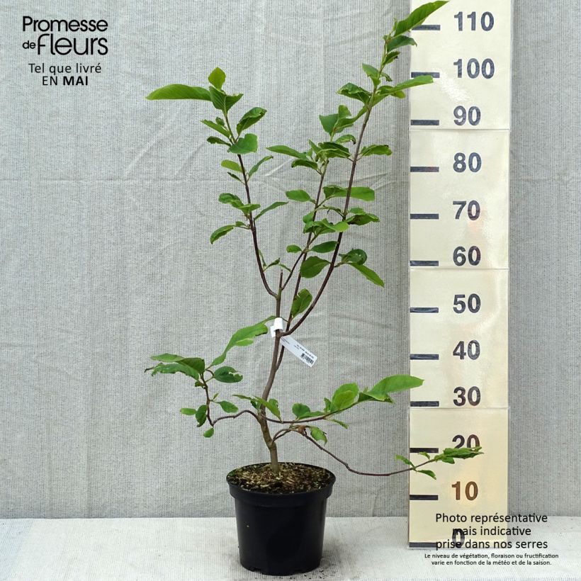 Magnolia denudata Iolanthe Vaso da 4L/5L esemplare consegnato in primavera