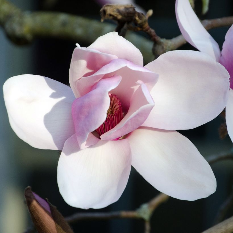 Magnolia denudata Iolanthe (Fioritura)