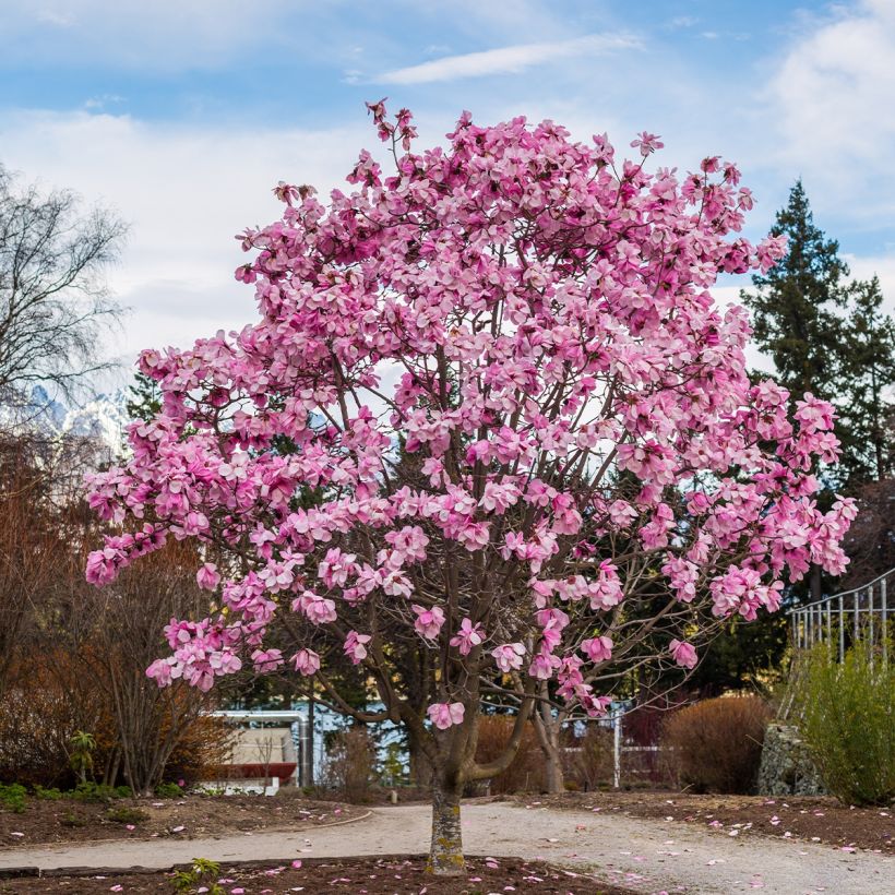 Magnolia denudata Iolanthe (Porto)