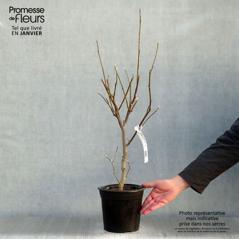 Magnolia soulangeana Andre Leroy Vaso da 4L/5L esemplare consegnato in inverno