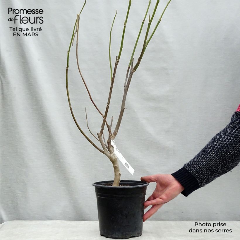 Magnolia Star Wars Vaso da 4L/5L esemplare consegnato in inverno