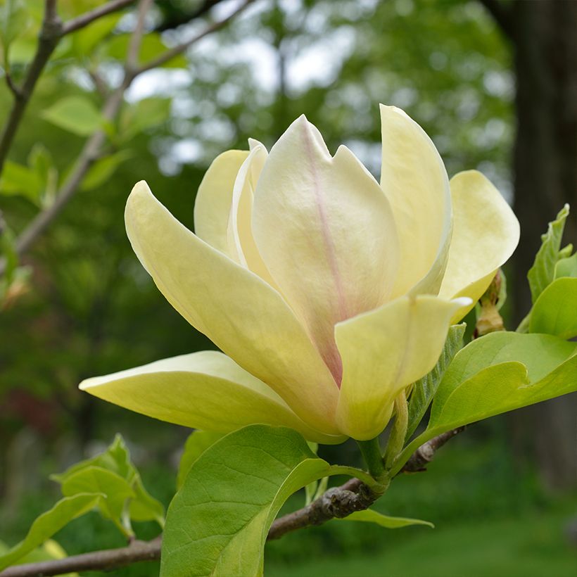 Magnolia Sunspire (Fioritura)