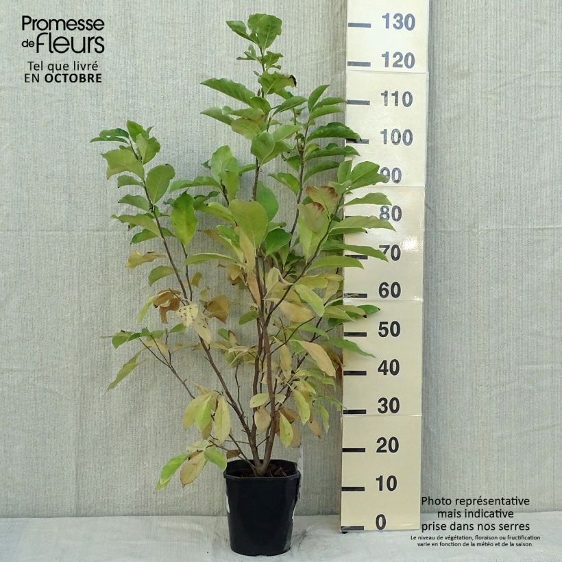 Esemplare di Magnolia Susan Vaso da 3L/4L come consegnato in autunno