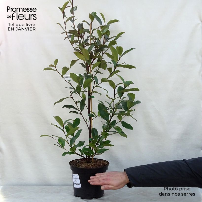 Magnolia White Caviar Vaso da 3L/4L esemplare consegnato in inverno