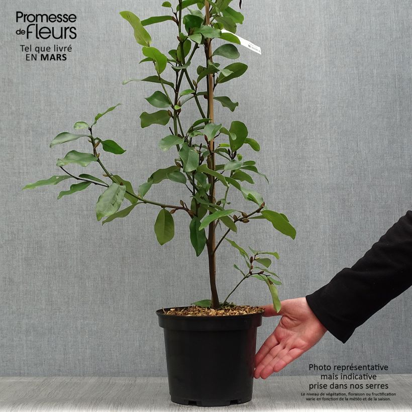 Magnolia White Caviar Vaso da 3L/4L esemplare consegnato in primavera