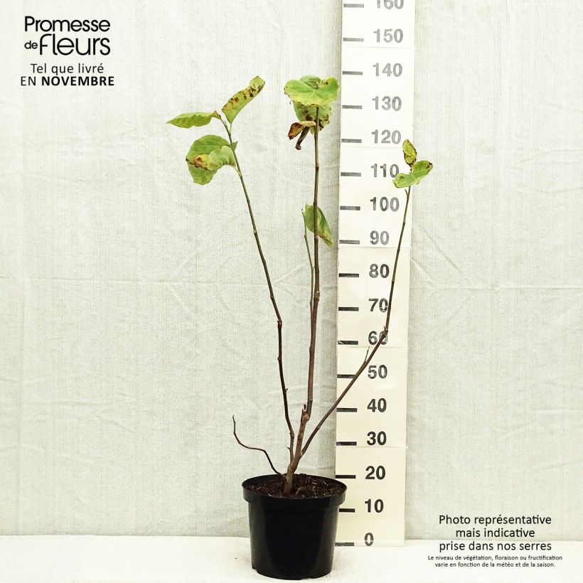 Esemplare di Magnolia Yellow Lantern Vaso da 6L/7L come consegnato in autunno