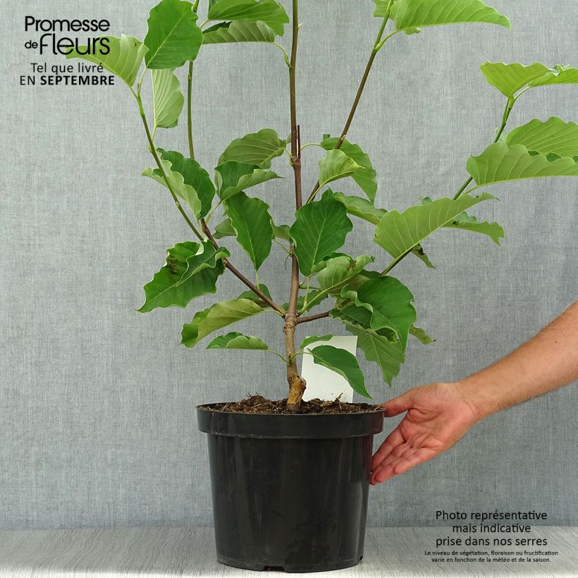 Esemplare di Magnolia acuminata Blue Opal Vaso da 7,5L/10L come consegnato in autunno