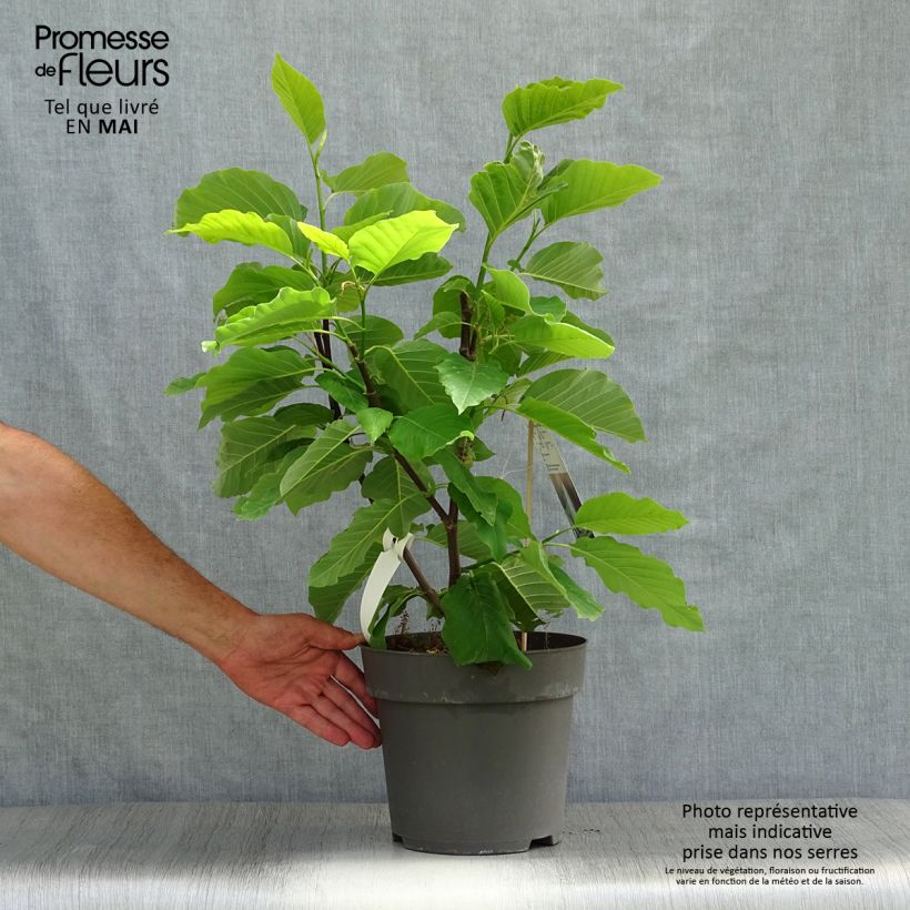 Magnolia acuminata Blue Opal Vaso da 7,5L/10L esemplare consegnato in primavera