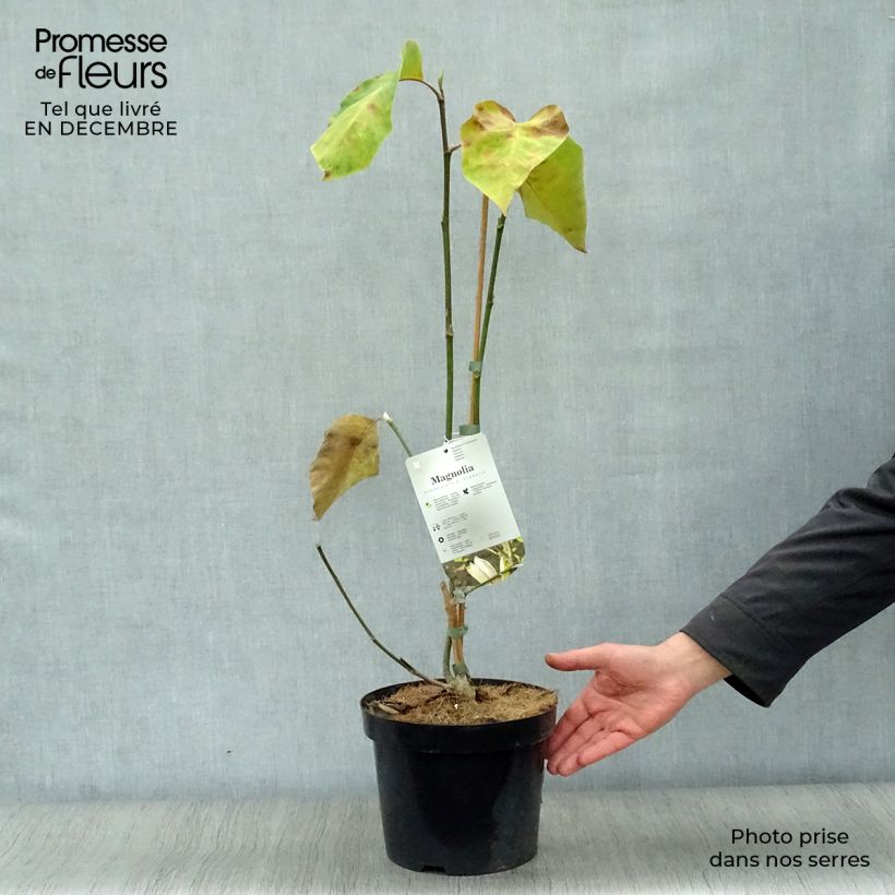 Magnolia Eva Maria Vaso da 4L/5L esemplare consegnato in inverno