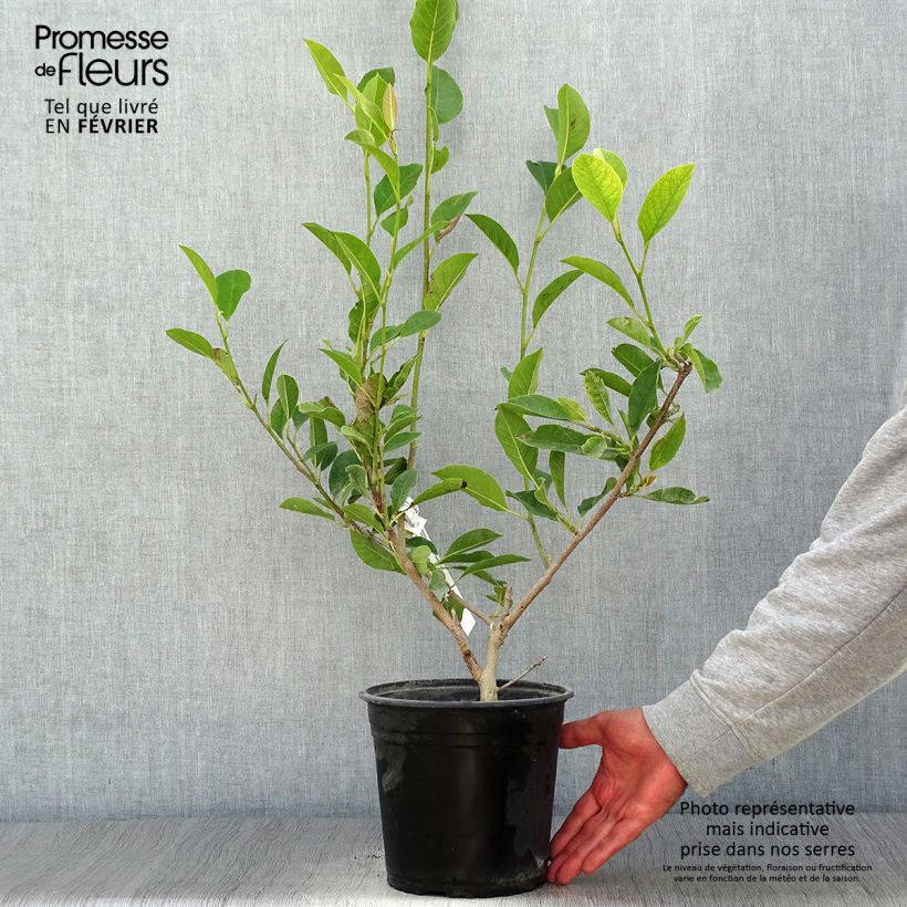 Esemplare di Magnolia denudata Festirose Vaso da 4L/5L come consegnato in autunno