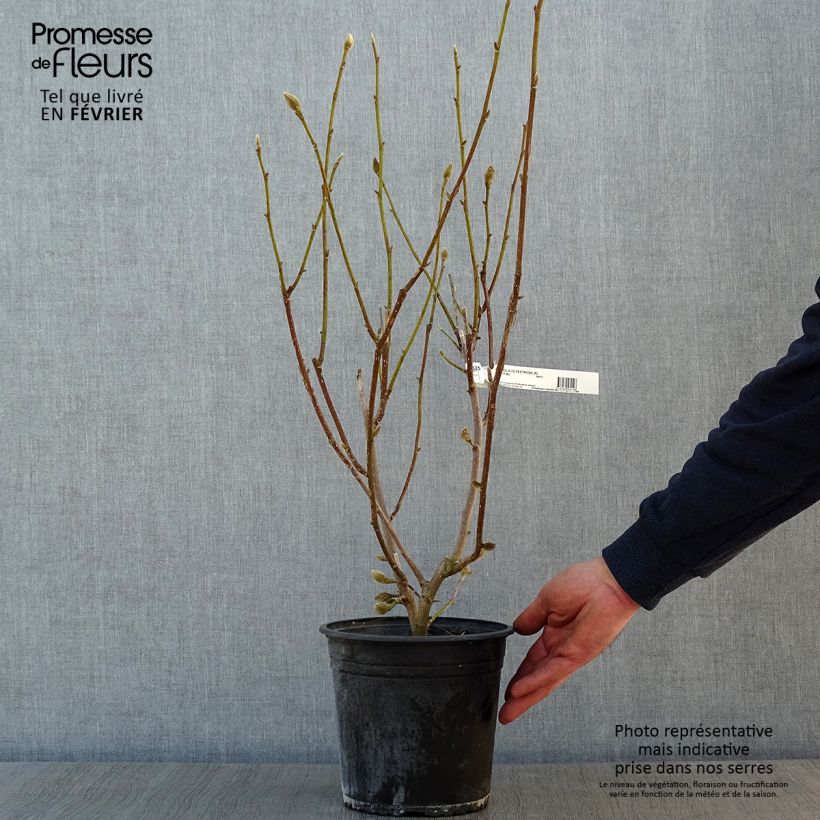 Magnolia denudata Festirose Vaso da 4L/5L esemplare consegnato in inverno