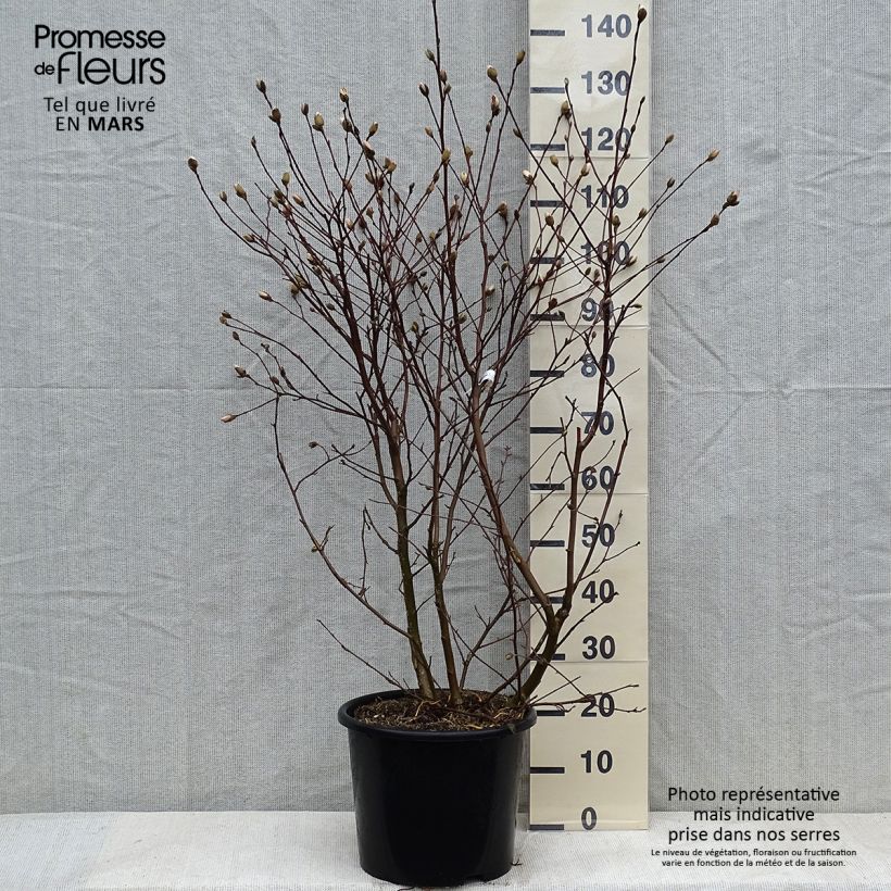 Magnolia stellata Waterlily Vaso da 7,5L/10L esemplare consegnato in inverno