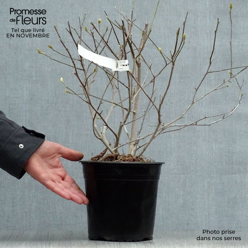 Esemplare di Magnolia stellata Waterlily Vaso da 4L/5L come consegnato in autunno