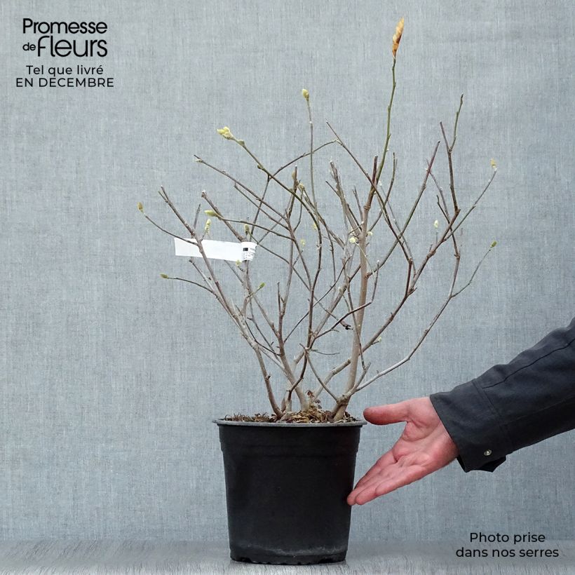 Magnolia stellata Waterlily Vaso da 4L/5L esemplare consegnato in inverno