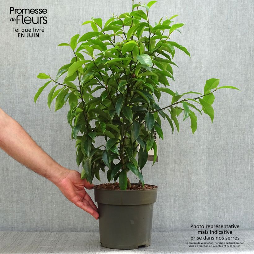 Esemplare di Magnolia Stellar Ruby Vaso da 6L/7L consegnato in estate