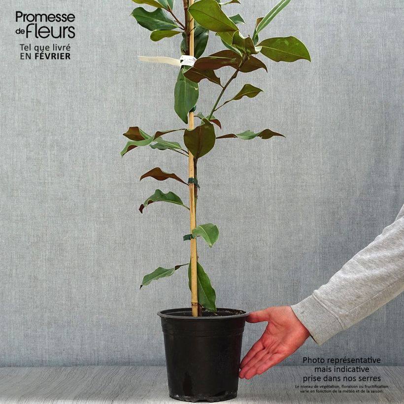 Esemplare di Magnolia grandiflora Bracken's Brown Beauty Vaso da 4L/5L come consegnato in autunno