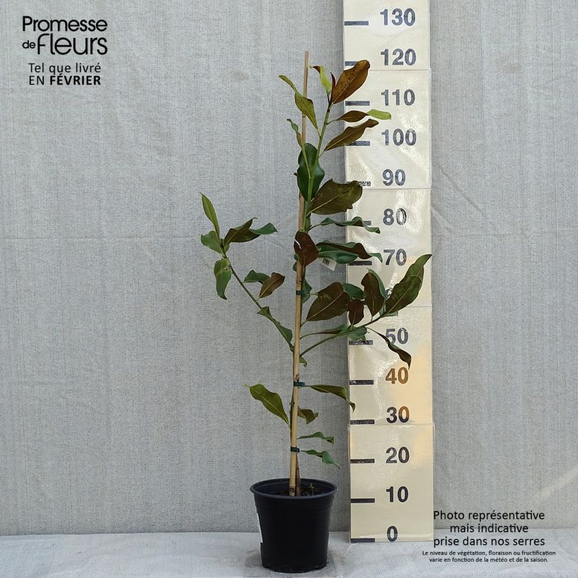 Magnolia grandiflora Bracken's Brown Beauty Vaso da 4L/5L esemplare consegnato in inverno