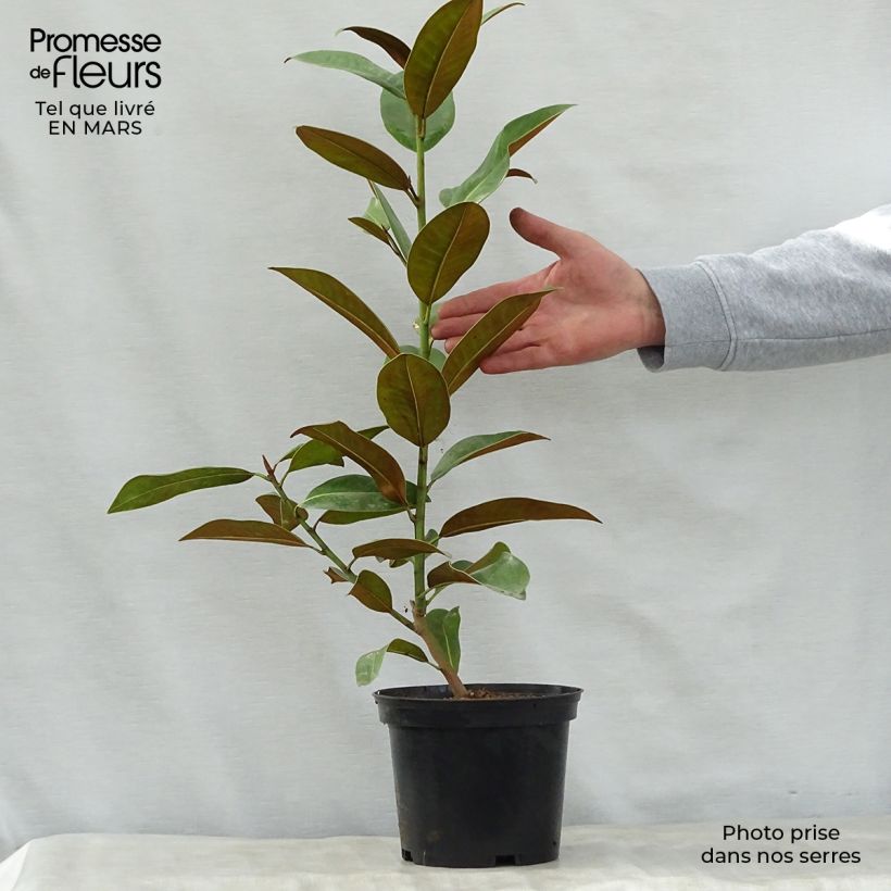 Magnolia grandiflora Ferruginea Vaso da 1,5L/2L esemplare consegnato in primavera