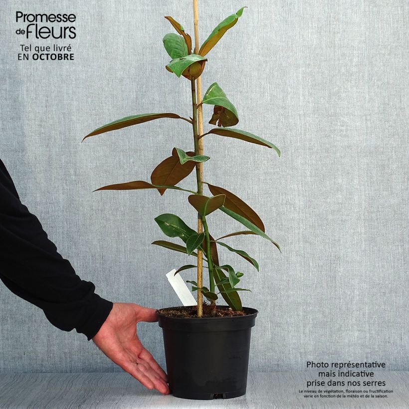 Esemplare di Magnolia grandiflora Ferruginea Vaso da 1,5L/2L come consegnato in autunno