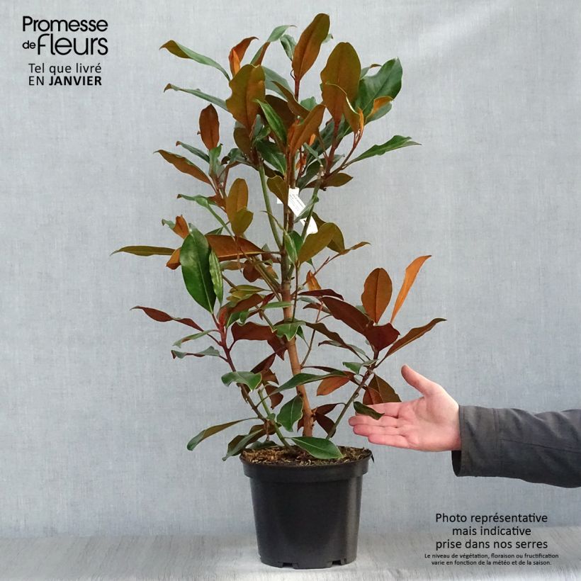 Magnolia grandiflora Kay Parris Vaso da 4L/5L esemplare consegnato in inverno