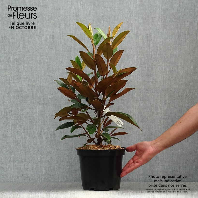 Esemplare di Magnolia grandiflora Little Gem Vaso da 3L/4L come consegnato in autunno