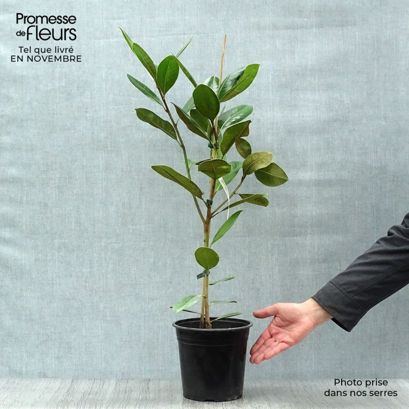 Esemplare di Magnolia grandiflora Treyve Vaso da 4L/5L come consegnato in autunno