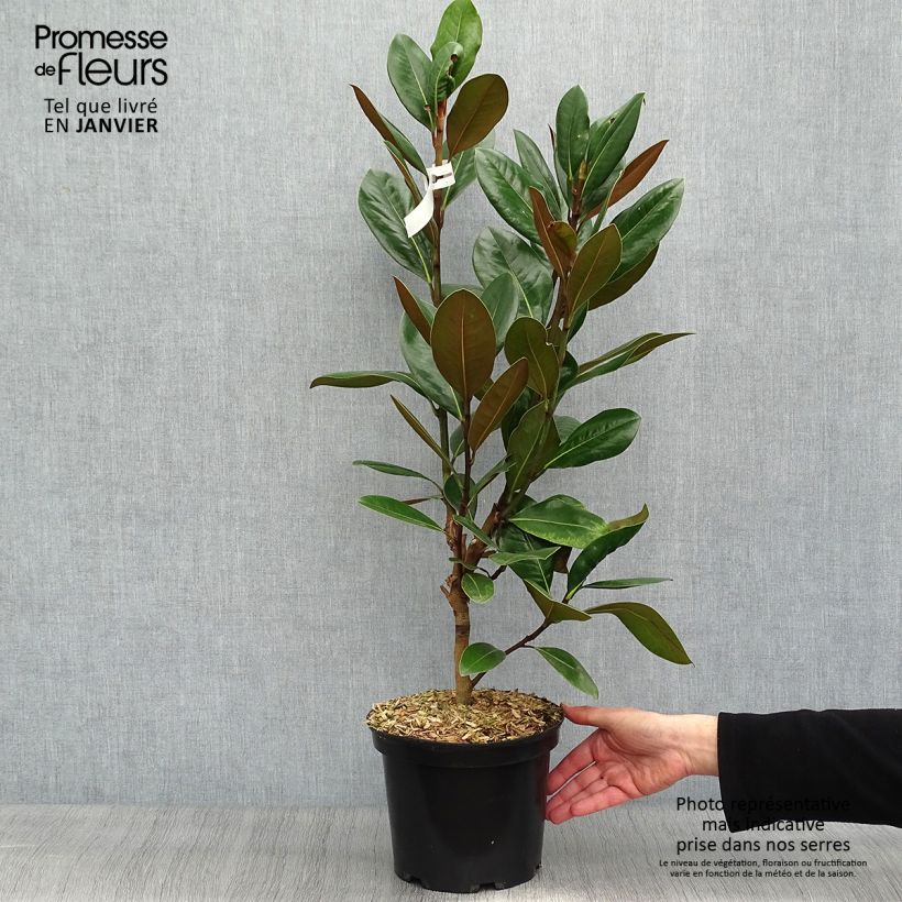 Magnolia grandiflora Treyve Vaso da 4L/5L esemplare consegnato in inverno
