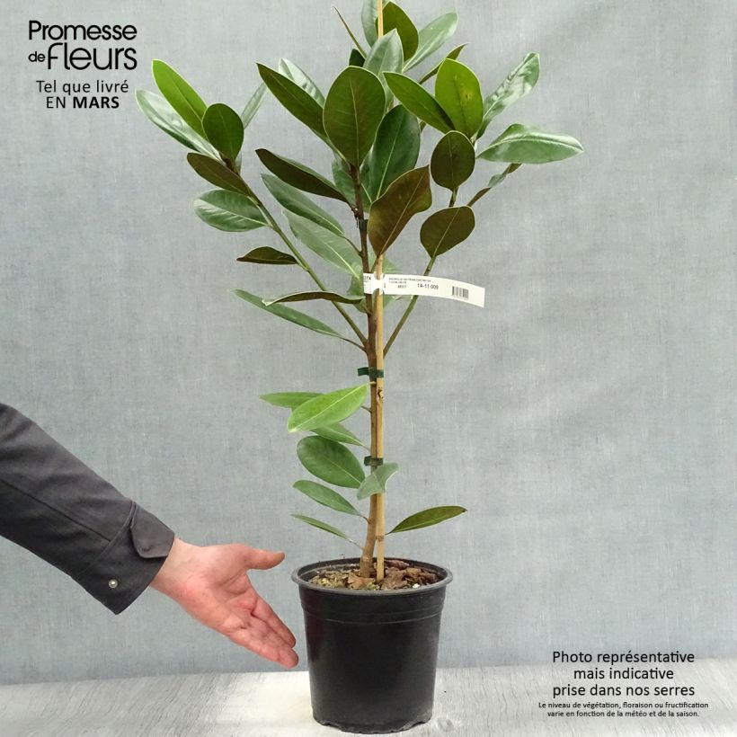 Magnolia grandiflora Treyve Vaso da 4L/5L, Astone alto esemplare consegnato in primavera