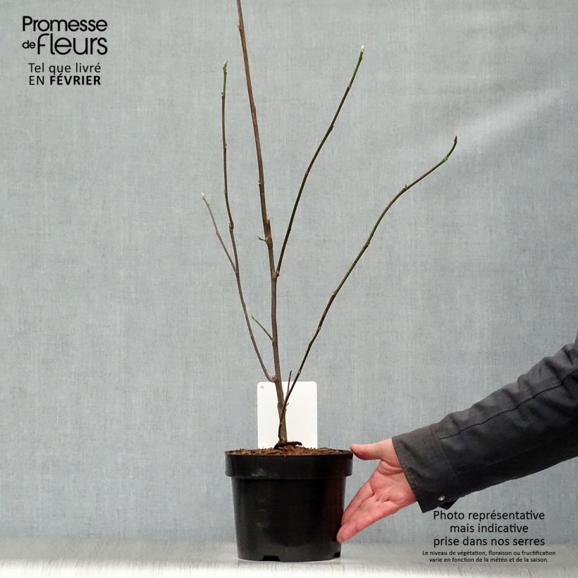 Magnolia liliflora Nigra Vaso da 3L/4L esemplare consegnato in inverno